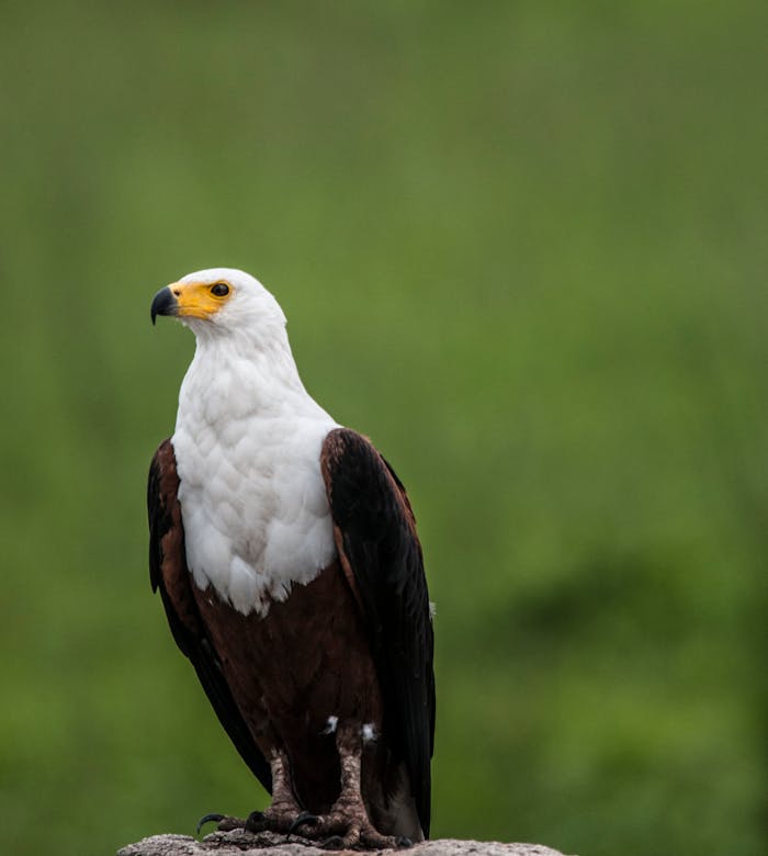 Close-up of an African Fish Eagle perched, showcasing its natural habitat in Kruger Park.